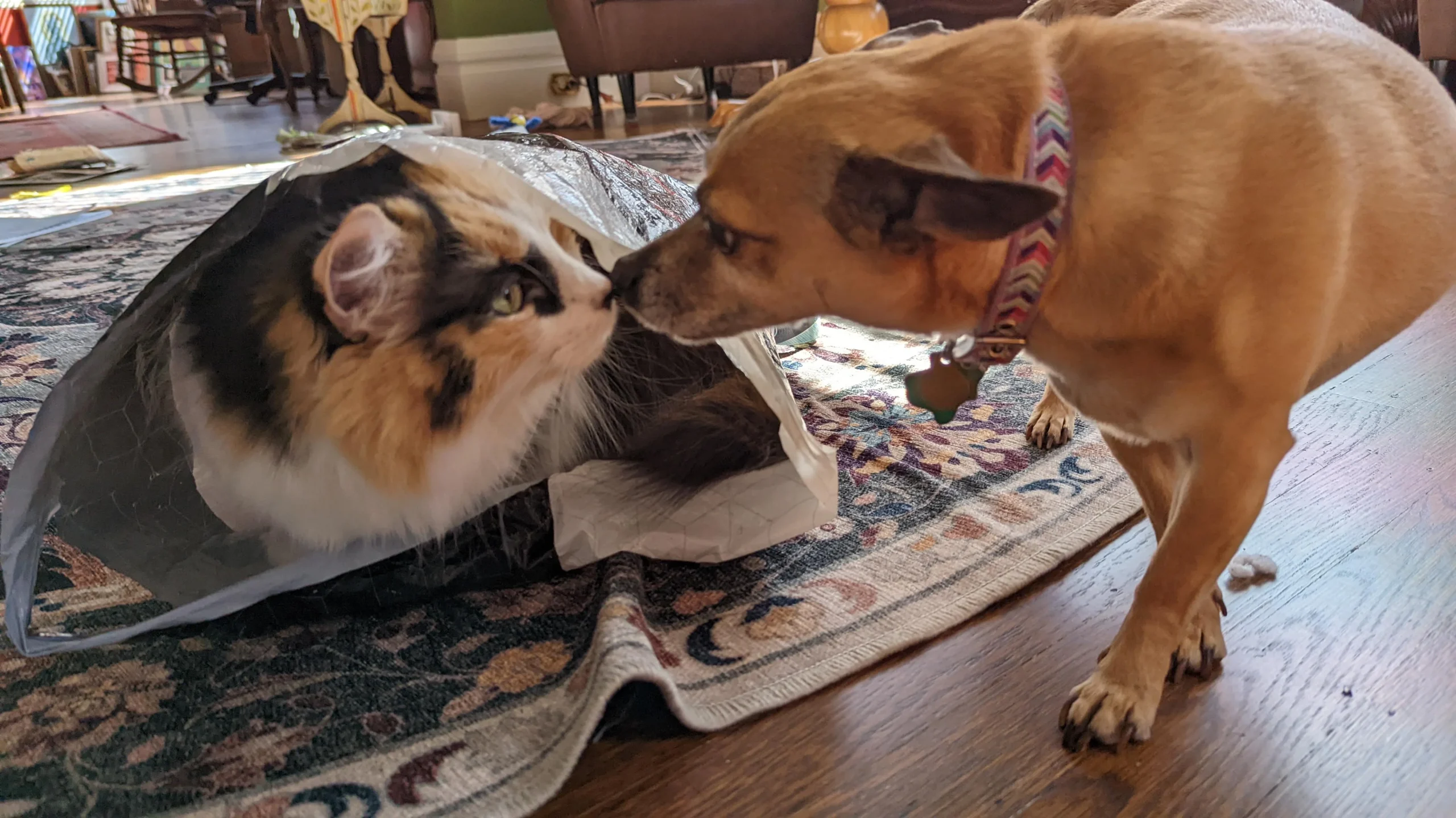 Chihuahua and cats living together peaceful introduction tips Michigan Chihuvas AKC breeder multi-pet household
