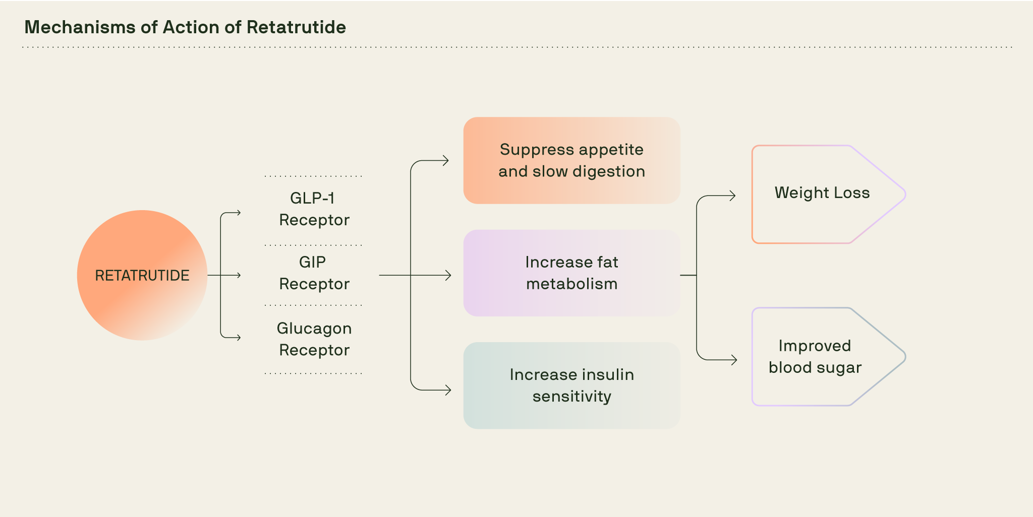 How long does retatrutide take to work showing a timeline chart of expected appetite changes weight loss and metabolic effects over weeks and months