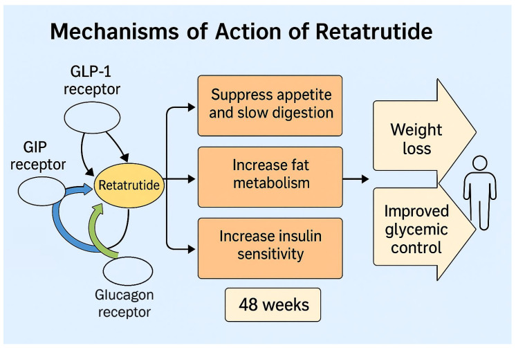 Retatrutide and insulin resistance triple agonist mechanism metabolic health research 2026