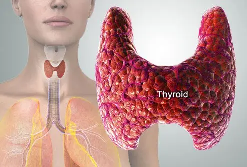 Retatrutide and thyroid disease medullary thyroid carcinoma warning explained rodent human evidence 2026